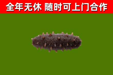 磁县烟酒回收干海参.jpg